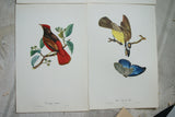 VERY RARE 1960 Rare Descourtilz Limited Edition Original Folio Lithograph Brazilian Bird Plate 19 Red Chatterer or Cotinga Ouette