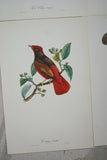 VERY RARE 1960 Rare Descourtilz Limited Edition Original Folio Lithograph Brazilian Bird Plate 19 Red Chatterer or Cotinga Ouette