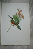 Professionally Matted & Framed in Hand-painted Frame & Mat 24”x 20” VERY RARE Authentic Limited Edition 1960 Descourtilz Folio of Tropical Spot-Tailed Jacamar or Jacamar Dore Bird Plate 15 from Brazil (DES1)