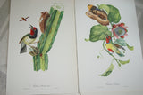 VERY RARE 1960 Rare Descourtilz Limited Edition Original Folio Lithograph Brazilian Bird Plate 13 Orange-Breasted Barbet or Cabezon Elegant & Butterfly