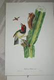 VERY RARE 1960 Rare Descourtilz Limited Edition Original Folio Lithograph Brazilian Bird Plate 11 Black-Spotted Barbet or Cabezon a Plastron Noir on Cactus