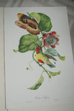 VERY RARE 1960 Rare Descourtilz Limited Edition Original Folio Lithograph Brazilian Bird Plate 13 Orange-Breasted Barbet or Cabezon Elegant & Butterfly