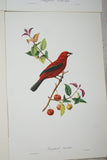 VERY RARE 1960 Rare Descourtilz Limited Edition Original Folio Lithograph Brazilian Bird Plate 33 Brazilian Tanager or Ramphocele Scarlatte