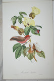 VERY RARE 1960 Rare Descourtilz Limited Edition Original Folio Lithograph Brazilian Bird Plate 31 Scarlet Flycatcher or Moucherolle Rubin