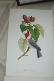 VERY RARE 1960 Pair Of Rare Descourtilz Limited Edition Original Folio Lithographs Brazilian Birds Plate 41 Crested Cardinal (Fringille Paroare) & Plate 25 Brazilian Turquoise Tanager (Tangara Diable-Enrhume)