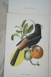 Professionally Double Matted & Framed in Hand-painted Frame 26.5”x 22.25” VERY RARE Authentic Limited Edition 1960 Descourtilz Folio of Tropical Cassique Huppe or Pied-Breasted Oropendola Bird Plate 43 from Brazil (DES6)