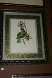 VERY RARE 1960 Rare Descourtilz Limited Edition Original Folio Lithograph Brazilian Bird Plate 37 Golden-Headed Manakin or Manakin a Tete D’ Or