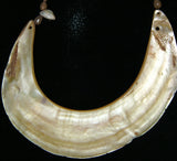 Museum Bride Price Currency, Rare Old Ceremonial Moka Kina Shell Necklace (Huge Mother of Pearl Crescent) Pectoral with Cuscus Fur, Seeds, Nassa Shells, Collected from the Foi Tribe (Papua New Guinea), Late 1900’s, Highly Collectible. KINA1