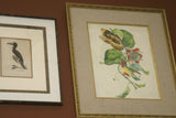 VERY RARE 1960 Rare Descourtilz Limited Edition Original Folio Lithograph Brazilian Bird Plate 33 Brazilian Tanager or Ramphocele Scarlatte