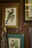 VERY RARE 1960 Rare Descourtilz Limited Edition Original Folio Lithograph Brazilian Bird Plate 33 Brazilian Tanager or Ramphocele Scarlatte