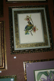 VERY RARE 1960 Rare Descourtilz Limited Edition Original Folio Lithograph Brazilian Bird Plate 41 Crested Cardinal or Fringille Paroare