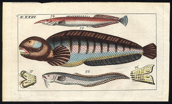 EMPTY - HAND COLORED ANTIQUE PRINTS: FISH & AQUATIC PLANTS UP TO 300 YEARS OLD