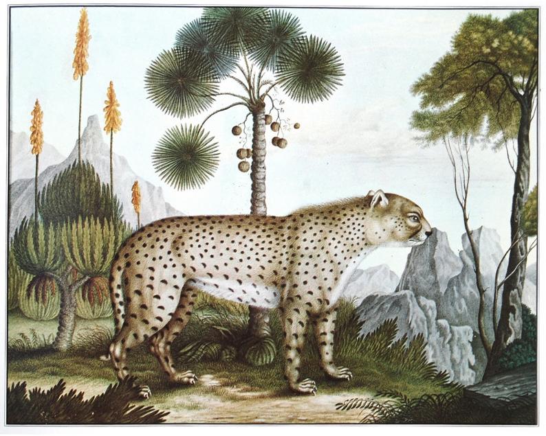EMPTY - HAND COLORED ANTIQUE PRINTS: ANIMALS UP TO 300 YEARS OLD ...
