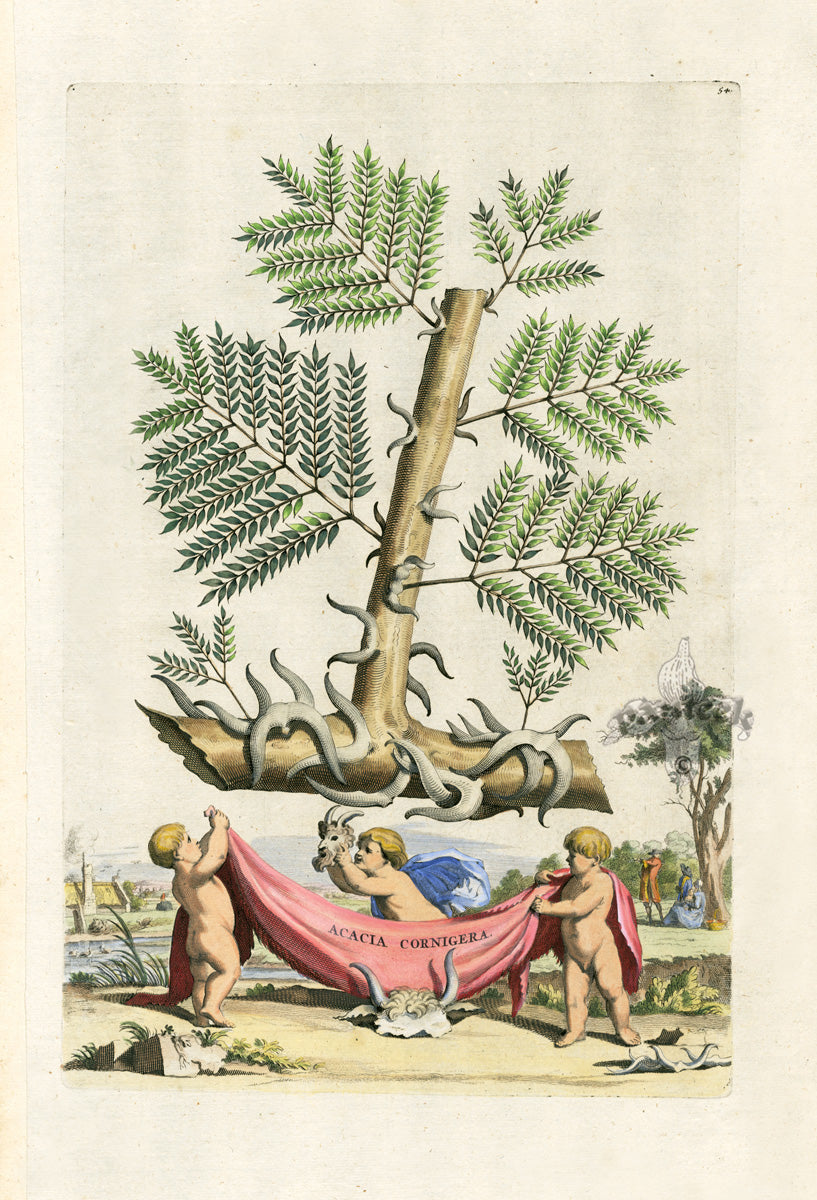 EMPTY - HAND COLORED ANTIQUE PRINTS: PLANTS AND FLOWERS UP TO 300 YEAR ...