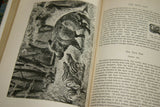 SOLD Very Rare Antique Book from the Library of Natural History by Richard Lydekker from 1901: "The Ungulates, Ruminants & More" (Leather Bound with Gold Leaf Edges) Mammals RIVERSIDE PUBLISHING COMPANY, 1901 CHICAGO, no foxing