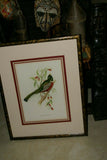 UNIQUE 29,5"X 23,5” 1955 GOULD TROGON AMBIGUUS BIRD FOLIO LITHOGRAPH FRAMED IN SIGNED ARTIST HAND PAINTED FRAME WITH 4 MATS TO ENHANCE THE ART WITHIN GORGEOUS DFPN94. DESIGNER WALL ART DÉCOR