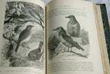 VERY RARE Antique Book from the Library of Natural History by Richard Lydekker from 1901: "BIRDS" WEAVER STARLING FINCH LARK BUNTING WOODPECKER (Leather Bound with Gold Leaf Edges) THE RIVERSIDE PUBLISHING COMPANY, 1901 CHICAGO VOLUME IN GREAT CONDITION