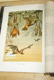 SOLD Very Rare Antique Book from the Library of Natural History by Richard Lydekker from 1901: "Mammals, Apes, Monkeys & Bats" (Leather Bound with Gold Leaf Edges) no foxing RIVERSIDE PUBLISHING COMPANY, 1901 CHICAGO