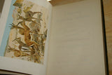 SOLD Very Rare Antique Book from the Library of Natural History by Richard Lydekker from 1901: "The Ungulates, Ruminants & More" (Leather Bound with Gold Leaf Edges) Mammals RIVERSIDE PUBLISHING COMPANY, 1901 CHICAGO, no foxing