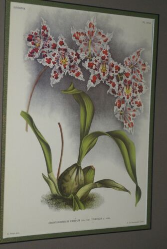 Lindenia Limited Edition Print: Odontoglossum Crispum Ldl Var Tigrinum L Lind (White, Red and Yellow) Orchid Collector Art (B5).