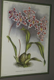 Lindenia Limited Edition Print: Odontoglossum Crispum Ldl Var Tigrinum L Lind (White, Red and Yellow) Orchid Collector Art (B5).