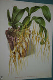 Lindenia Limited Edition Print: Bifrenaria Harrisoniae (White and Magenta) Orchid Collector Art (B2)