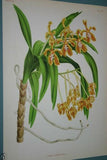 Lindenia Limited Edition Print: Vanda Superba (Red and White) Orchid Collector Art (B1)