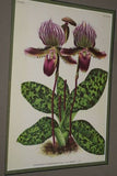 Lindenia Limited Edition Print: Paphiopedilum, Cypripedium x Leonae L. Lind, Lady Slipper (Magenta and White) Orchid Art (B3)