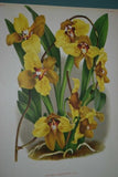 Lindenia Limited Edition Print: Oncidium Tigrinum Var Splendidum (Yellow with Speckled Sienna) Orchid Collector Art (B5)