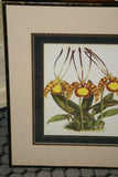 Lindenia Limited edition Print: Maxillaria Callichroma Rchb. (White, Yellow and Purple) Orchid Collectible Art (B3)