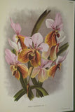 Lindenia Limited Edition Print: Vanda Tricolor Var Tenebrosa (Magenta, White and Yellow) Orchid Collector Art (B5)