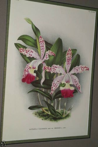 Lindenia Limited Edition Print: Cattleya x Cakummata Bleu Var Grignani L. Lind. (White and Fushia) Orchid Collector Art (B5)