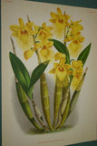 Lindenia Limited Edition Print: Dendrobium Maccarthia Thwaites (Fushia and White) Orchid Collector Art (B3)