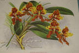 Lindenia Limited Edition Print: Oncidium Haematochilum Lind (Yellow and Sienna) Orchid Collector Art (B5)