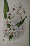 Lindenia Limited Edition Print: Odontoglossum Thompsonianum (Sienna and Yellow) Orchid Collector Art (B3)