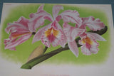 Lindenia Limited Edition Print: Cattleya x Pannemaekeriana Orchid (Magenta/Red and White)  Collectible Art (B5)