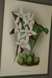 Lindenia Limited Edition Print: Coelogyne Cristata Var Alba (White) Orchid Collectible Art (B2)