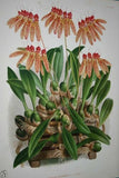 Lindenia Botanical Print Limited Edition: Phaius Humbloti Rchb, Bicolor White and Pink, Orchid Home Decor (B2)