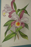 Lindenia Limited Edition Print: Trichopilia Suavis (White with Speckled Magenta) Orchid Collector Art (B3)