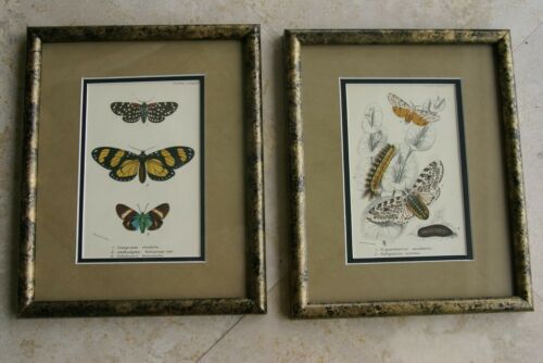 2 ANTIQUE AUTHENTIC  1897 CHROMOLITHOGRAPHS OF BUTTERFLIES  FROM LLYOD'S NATURAL HISTORY ANTIQUE BOOK Edited by Bowdler Sharpe BOTH PRINTS ARE CUSTOM FRAMED WITH  X2 MATS & FRAMED IN 2 HAND PAINTED FRAMES SIGNED BY ARTIST UNIQUE ART DECOR
