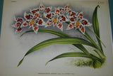 Lindenia Limited Edition Print: Odontoglossum Crispum Lindl. Var Augustum L Lind (Sienna and White)  Orchid Collector Art (B4)