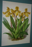 Lindenia Limited Edition Print: Paphiopedilum, Cypripedium Superbiens, Lady Slipper (Maroon) Orchid Collector Art (B2)