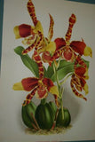 Lindenia Limited Edition Print: Odontoglossum x Soleil De Muysen L. Lind (White, Sienna and Yellow) Orchid Collector Art (B5)