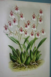 Lindenia Limited Edition Print: Oncidium Cristatum (Yellow) Orchid Collector Art (B3)