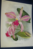 Lindenia Limited Edition Print: Laelia Autumnalis Lindl Var Alba Hort Orchid Collector Art (B4)