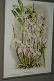 Lindenia Limited Edition Print: Dendrobium Formosum Roxb Var Giganteum Van Houtte (White and Yellow) Orchid Collector Art (B4)