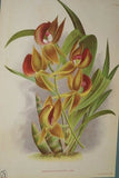 Lindenia Limited Edition Print: Zygopetalum Grandiflorum (Multi-colored) Orchid Collector Art (B3)