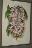 Lindenia Limited Edition Print: Coelogyne Barbata Orchid (White and Black) Collectible Art (B5)