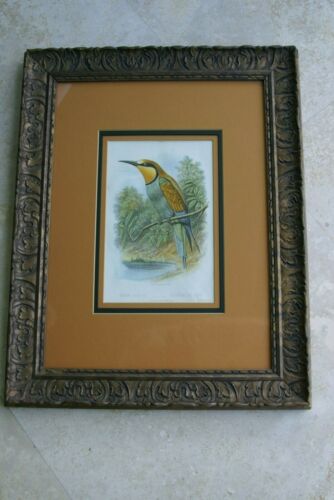 FROM CASSELL BOOK OF BIRDS FROM 1869 ANTIQUE ORIGINAL H.C  LITHOGRAPH 