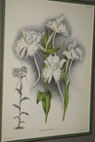 Lindenia Limited Edition Print: Warrea Lindeniana (White and Magenta) Orchid Collector Art (B2)